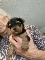 Boy2, a male Yorkshire Terrier for sale in Thomasville, NC – 1 of 1
