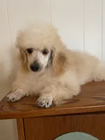 Blonde male 2, a male Poodle - Toy  for sale in Thomasville, NC – Photo 2 of 2