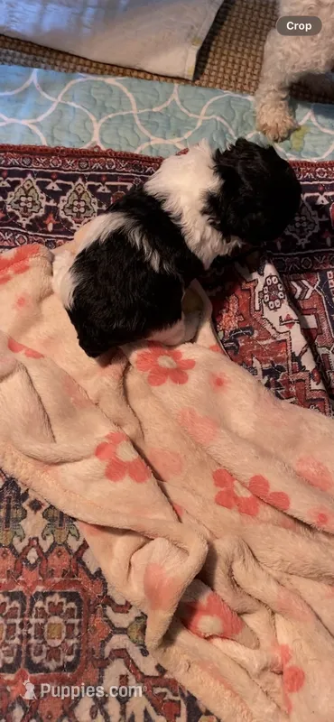 Yorkiepoo – Yorkipoo puppy for sale in Thomasville, NC