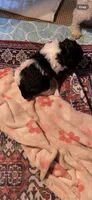 Yorkiepoo, a male Yorkipoo for sale in Thomasville, NC – 1 of 2