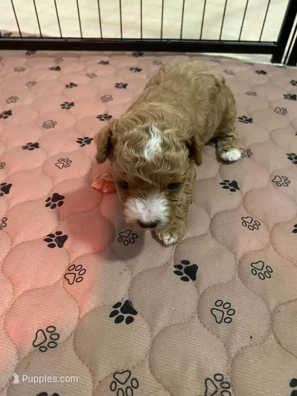 Female – Poodle - Toy  puppy for sale in Thomasville, NC