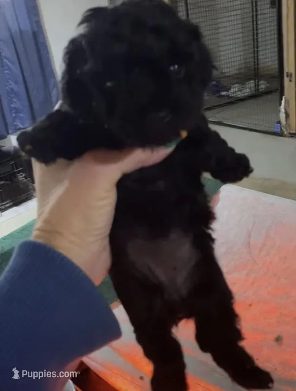 Female/poodle, a female Poodle - Toy  for sale in Thomasville, NC – Photo 1 of 1