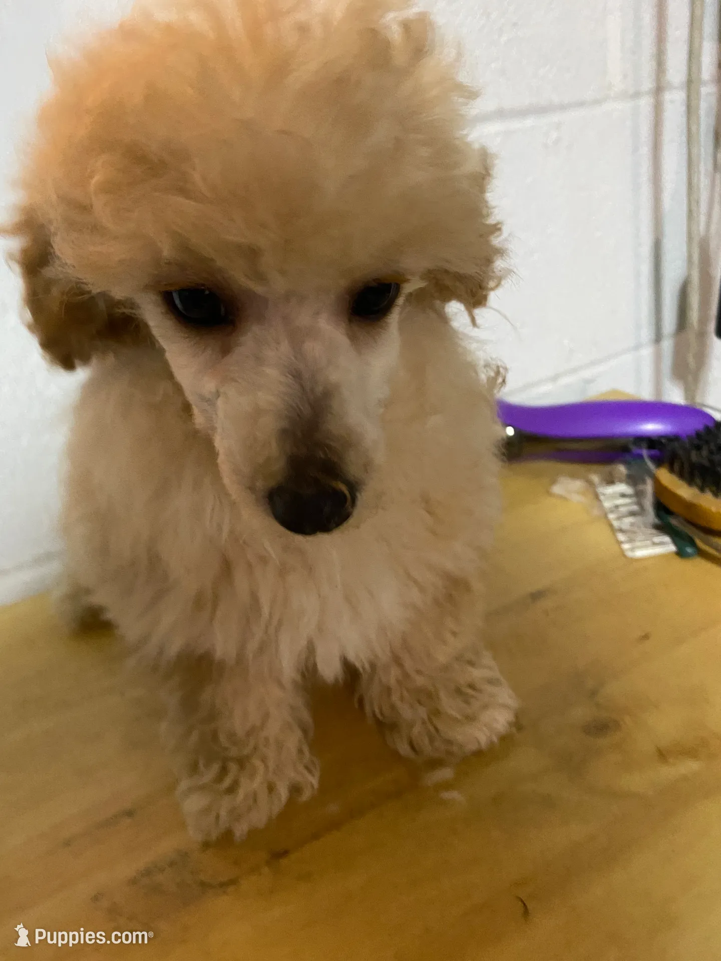 BlondeMale, a male Poodle - Toy  for sale in Thomasville, NC – Photo 2 of 2