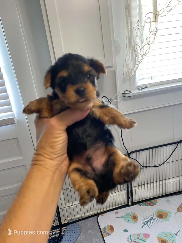 Boy1 – Yorkshire Terrier puppy for sale in Thomasville, NC