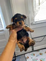 Boy1, a male Yorkshire Terrier for sale in Thomasville, NC – 1 of 1