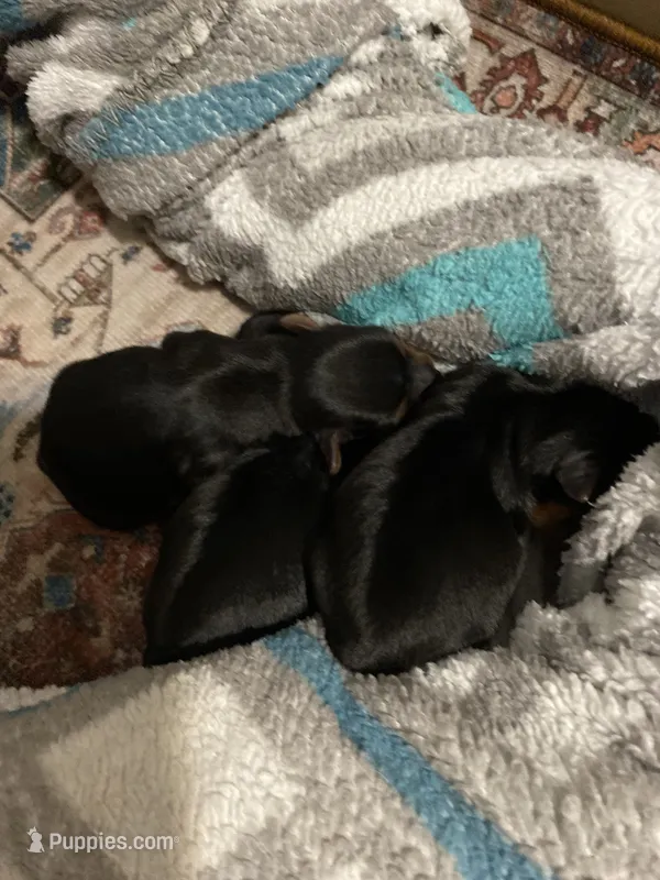 Female 2 – Yorkshire Terrier puppy for sale in Thomasville, NC