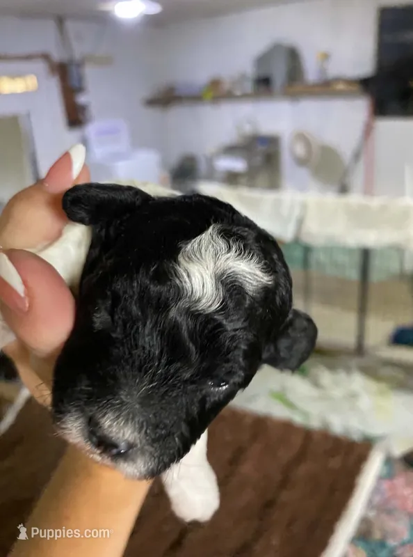 Black/white male – Poodle - Toy  puppy for sale in Thomasville, NC