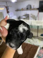 Black/white male, a male Poodle - Toy  for sale in Thomasville, NC – 1 of 2