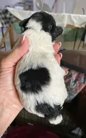 Black/white male, a male Poodle - Toy  for sale in Thomasville, NC – 2 of 2