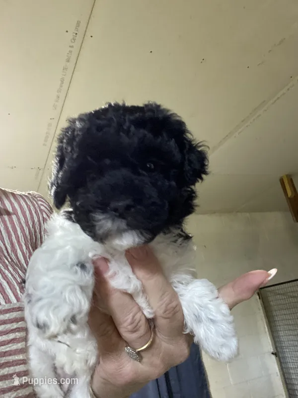Fem2 – Poodle - Toy  puppy for sale in Thomasville, NC