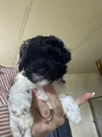 Fem2, a female Poodle - Toy  for sale in Thomasville, NC – 1 of 1