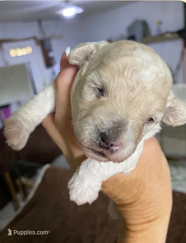 Beige Girl – Poodle - Toy  puppy for sale in Thomasville, NC