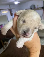 Beige Girl, a female Poodle - Toy  for sale in Thomasville, NC – 1 of 2
