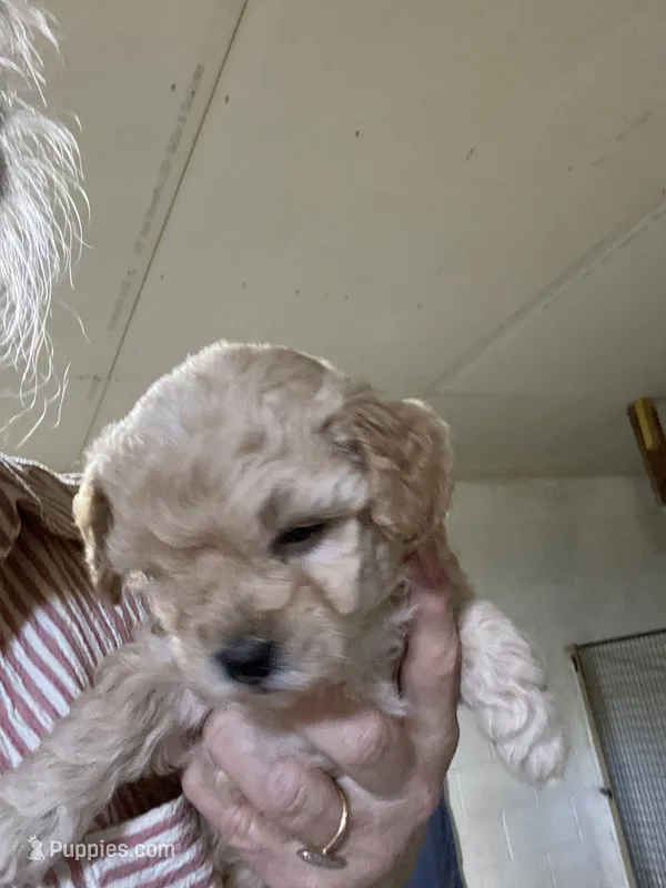 Fempoo1 – Poodle - Toy  puppy for sale in Thomasville, NC