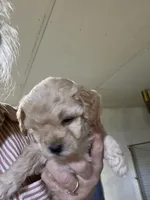 Fempoo1, a female Poodle - Toy  for sale in Thomasville, NC – 1 of 1