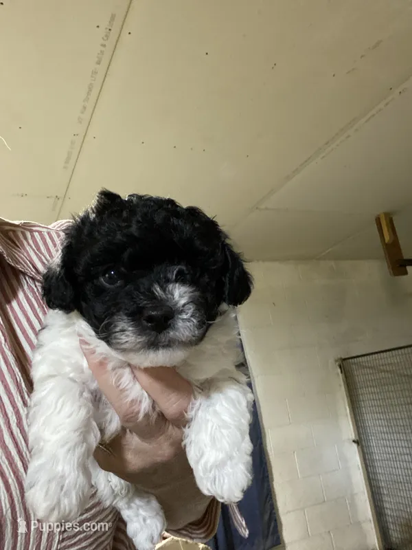 Male1 – Poodle - Toy  puppy for sale in Thomasville, NC
