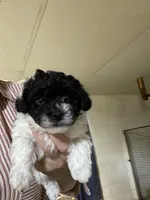 Male1, a male Poodle - Toy  for sale in Thomasville, NC – 1 of 1