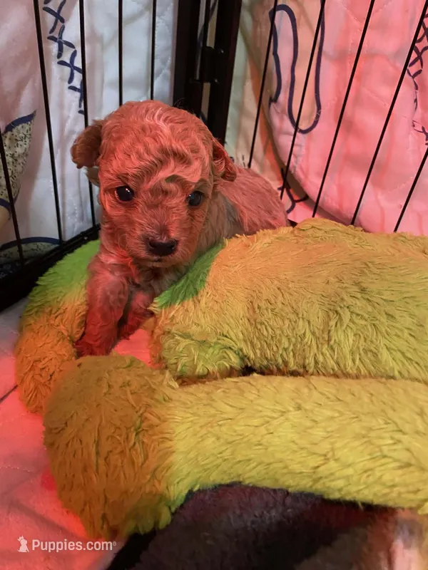 Malepoo – Poodle - Toy  puppy for sale in Thomasville, NC
