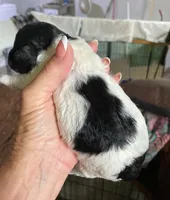 Black/white Female, a female Poodle - Toy  for sale in Thomasville, NC – 2 of 2