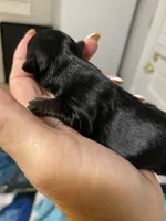 Female1, a female Yorkshire Terrier for sale in Thomasville, NC – 2 of 2