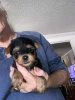 Girl2, a female Yorkshire Terrier for sale in Thomasville, NC – 1 of 1