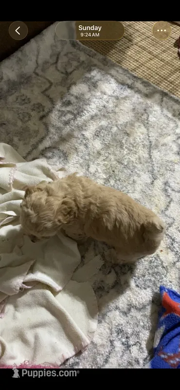 Yorkiepoos, a female Yorkipoo for sale in Thomasville, NC – 1 of 1
