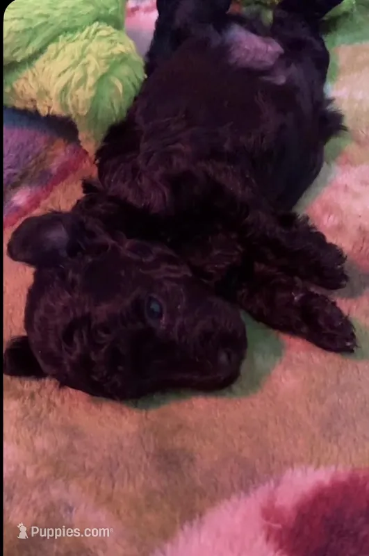 Blackmale – Poodle - Toy  puppy for sale in Thomasville, NC