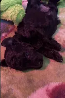 Blackmale, a male Poodle - Toy  for sale in Thomasville, NC – 1 of 1