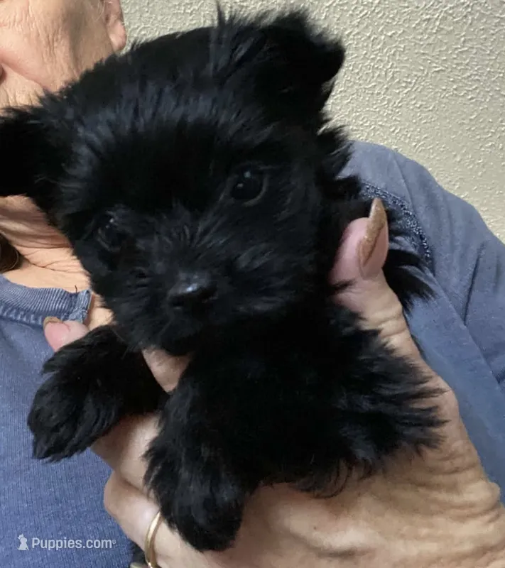 Black Female – Yorkshire Terrier puppy for sale in Thomasville, NC