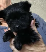 Black Female, a female Yorkshire Terrier for sale in Thomasville, NC – 1 of 1