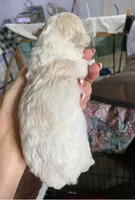 Beige Girl, a female Poodle - Toy  for sale in Thomasville, NC – 2 of 2