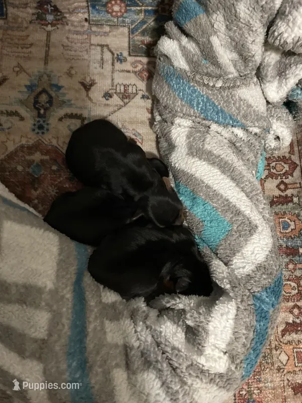 Msle2 – Yorkshire Terrier puppy for sale in Thomasville, NC