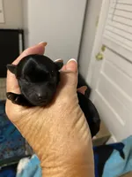 Female1, a female Yorkshire Terrier for sale in Thomasville, NC – 1 of 2