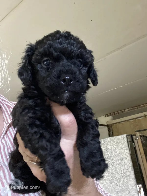 Male2 – Poodle - Toy  puppy for sale in Thomasville, NC