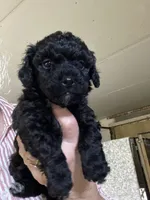Male2, a male Poodle - Toy  for sale in Thomasville, NC – 1 of 1