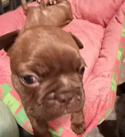 Chungus, a male Boston Terrier and French Bulldog for sale in Tuscaloosa, AL – 5 of 6