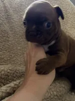 Chungus, a male Boston Terrier and French Bulldog for sale in Tuscaloosa, AL – 3 of 6