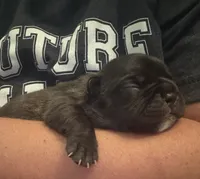 Dolly, a female Boston Terrier and French Bulldog for sale in Tuscaloosa, AL – 2 of 4