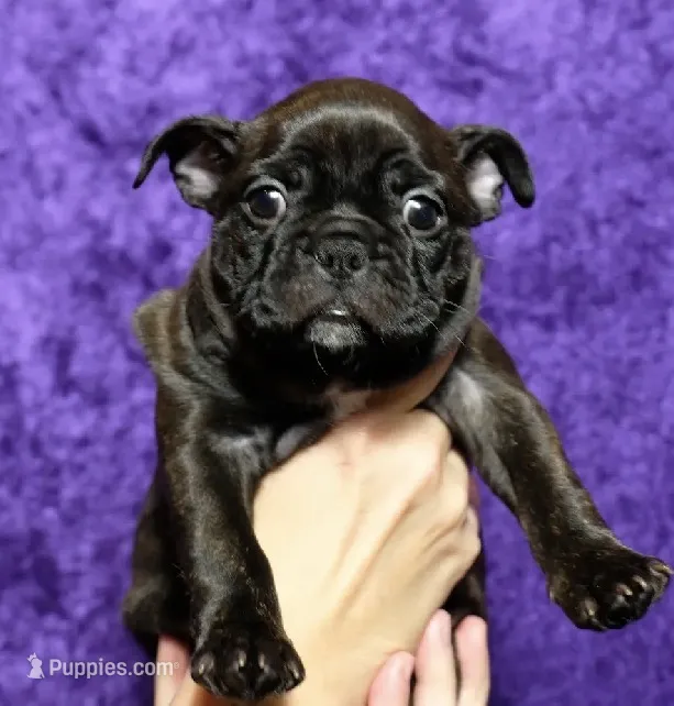 Pink collar girl – Frenchton puppy for sale in Tuscaloosa, AL