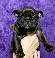 Peach, a female Boston Terrier and French Bulldog for sale in Tuscaloosa, AL – 1 of 5