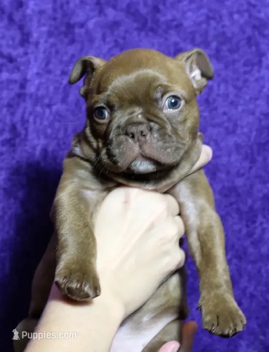 White collar boy – Frenchton puppy for sale in Tuscaloosa, AL