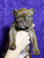 Chungus, a male Boston Terrier and French Bulldog for sale in Tuscaloosa, AL – 1 of 6