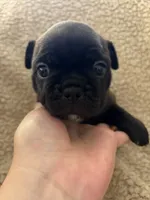 Peach, a female Boston Terrier and French Bulldog for sale in Tuscaloosa, AL – 4 of 5