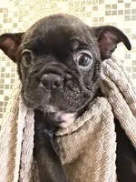 Peach, a female Boston Terrier and French Bulldog for sale in Tuscaloosa, AL – 5 of 5