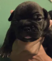Peach, a female Boston Terrier and French Bulldog for sale in Tuscaloosa, AL – 2 of 5