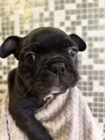 Dolly, a female Boston Terrier and French Bulldog for sale in Tuscaloosa, AL – 4 of 4
