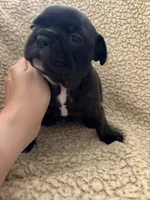 Dolly, a female Boston Terrier and French Bulldog for sale in Tuscaloosa, AL – 3 of 4