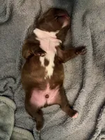 Chungus, a male Boston Terrier and French Bulldog for sale in Tuscaloosa, AL – 4 of 6