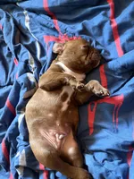 Chungus, a male Boston Terrier and French Bulldog for sale in Tuscaloosa, AL – 6 of 6