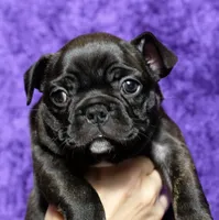 Dolly, a female Boston Terrier and French Bulldog for sale in Tuscaloosa, AL – 1 of 4